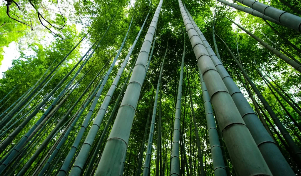 Japão