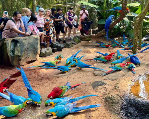 imagens - foz do iguaçu - parque das aves