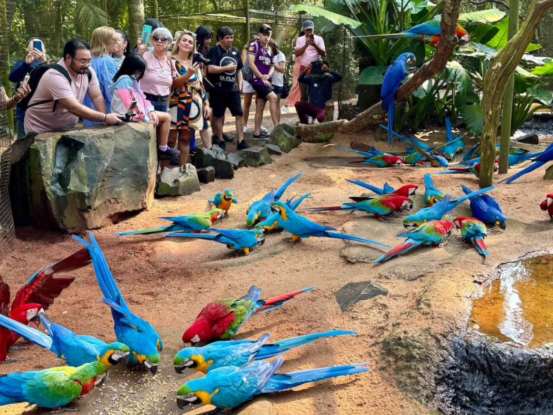 imagens - foz do iguaçu - parque das aves
